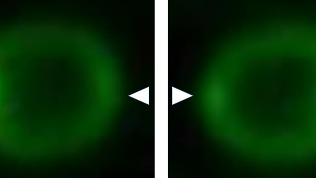 Lichteinfall regt Synechocystis-Zellen zu fokussierter Fluoreszenz an