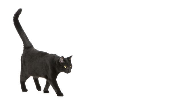 Aberglaube: Schwarze Katze von links bringt Unglück?