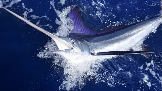 Schwertfische gehören leider zur beliebtesten Beute von Sportfischern