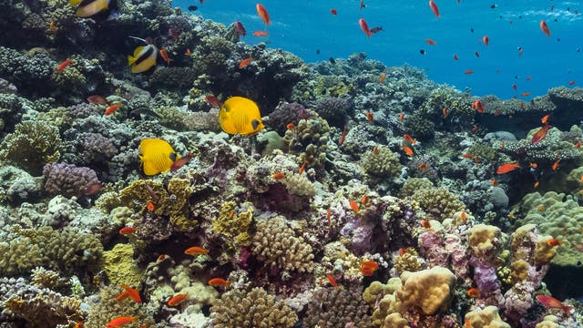 Ägyptische Rotmeerküste 2017: Im Jahr nach dem starken El Niño zeigt das Riff keine Anzeichen einer Korallenbleiche.