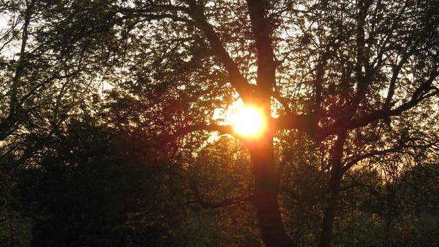 Sonne strahlt vor statt hinter dem Baum
