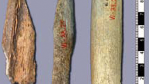 Neandertaler- Knochenfragmente