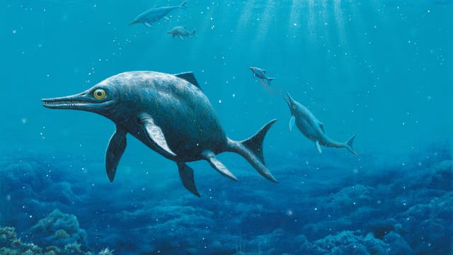 Mit ungefähr 9 Metern Länge war Temnodontosaurus platyodon ein riesiges Raubtier an der Spitze der Nahrungskette der frühen Jurazeit
