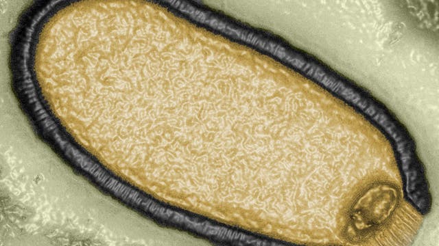 Das Pithovirus ist das größte bisher bekannte Riesenvirus: Es misst in der Länge 1,5 Mikrometer und ist sogar noch im Lichtmikroskop zu erkennen. Allerdings besitzt es nur Gene für knapp 500 Proteine, weniger als ein Viertel einiger anderer Virengiganten.