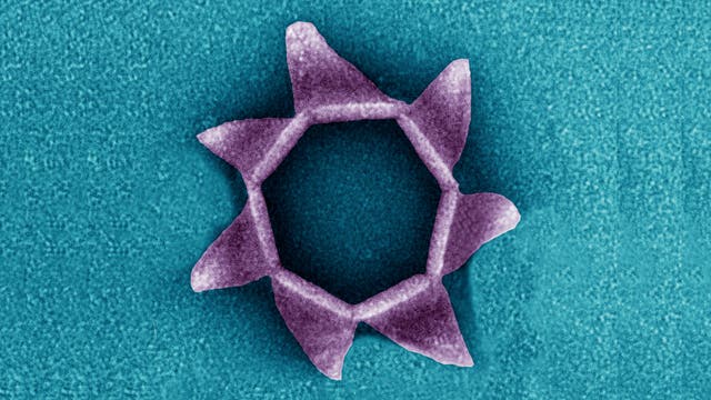 SIRV-2-Virus. Ein virales Protein bildet eine siebenseitige Pyramide auf der Zelloberfläche, die sich wie eine Blüte öffnet und die reifen Virenpartikel entlässt (eingefärbte elektronenmikroskopische Aufnahme).