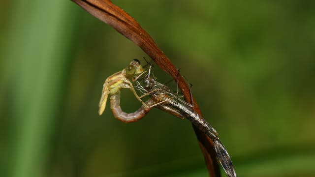 Libelle schlüpft