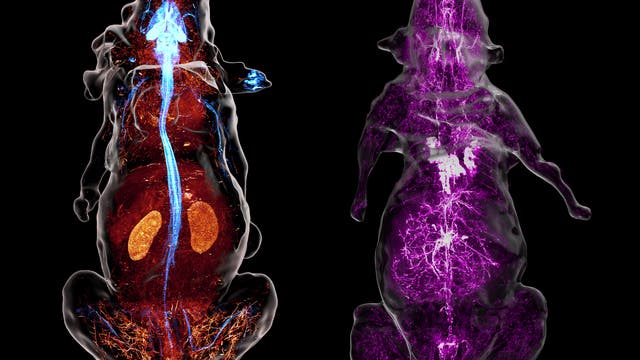 Zwei durchsichtige Darstellungen von Mäusen auf schwarzem Hintergrund. Die linke Maus zeigt ein detailliertes Bild des Blutkreislaufsystems in Rot, wobei die Organe wie Nieren hervorgehoben sind. Das Nervensystem ist blau eingefärbt. In der rechten Maus ist das sympathische Nervensystem in Violett zu sehen.