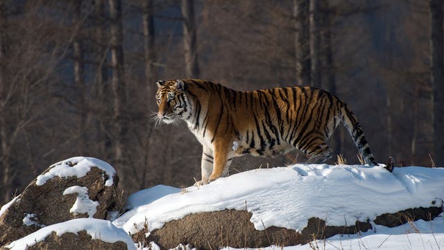 Sibirischer Tiger