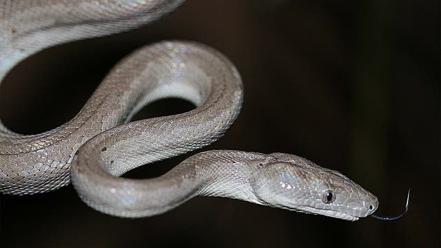 Eine silbergraue Schlange auf dunklem Grund