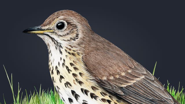 Eine detaillierte Illustration einer Singdrossel mit braunem Gefieder und charakteristischen dunklen Flecken auf der Brust. Der Vogel steht im grünen Gras vor einem dunklen Hintergrund.