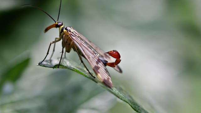 Nahaufnahme einer Skorpionsfliege auf einem grünen Blatt. Das Insekt hat einen roten, gekrümmten Hinterleib, der aussieht wie der Schwanz eines Skorpions. Die Flügel sind transparent, am Kopf sitzen zwei lange, schwarze Fühler, der Körper ist gelbschwarz, unscharf angedeutet ist der lange Schnabel der Tiere