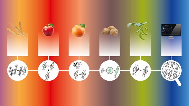 Eine Illustration zeigt den Prozess der genetischen Modifikation von Pflanzen. Von links nach rechts sind Weizen, Apfel, Orange, Kartoffel und Sojabohne abgebildet, gefolgt von einem Computerbildschirm. Unter jedem Bild befindet sich ein Symbol, das DNA-Stränge und genetische Symbole darstellt, die den jeweiligen Modifikationsschritt illustrieren. Der Hintergrund verläuft von Rot zu Blau und symbolisiert den Fortschritt der Technologie.