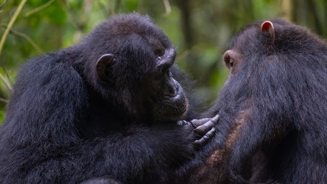Zwei Schimpansen sitzen einander zugewandt in einem dichten, grünen Wald. Der linke Schimpanse scheint den rechten zu pflegen, indem er sanft dessen Fell untersucht. Die Szene vermittelt ein Gefühl von Ruhe und sozialer Interaktion in der natürlichen Umgebung der Tiere.