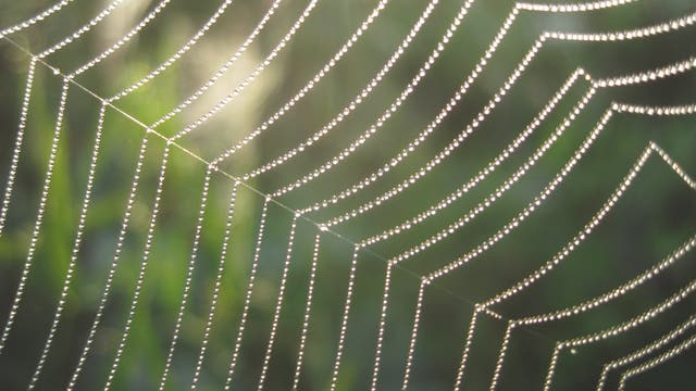 Tropfen in Spinnennetz