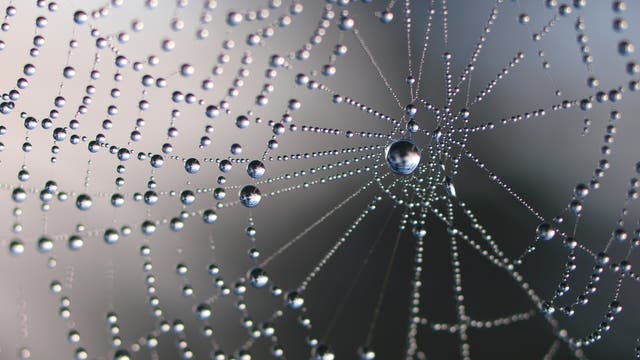 Ein Spinnennetz mit Tautropfen