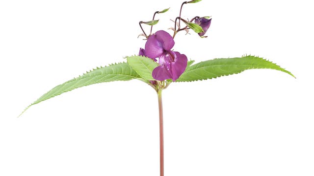Blüten und Samenkapseln des Indischen Springkrauts (Impatiens glandulifera)