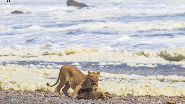 Eine Löwin erlegt einen Seebären in Namibia
