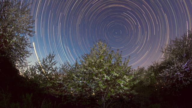 Blühende Kirschen unter dem Sternenhimmel