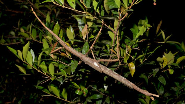 Ein Stabheuschrecke tarnt sich auf einem Ast inmitten von grünen Blättern. Die Insektenart ist gut getarnt und ähnelt einem Zweig. Die Szene ist bei Nacht aufgenommen, was die Tarnung des Insekts verstärkt. Die Blätter sind glänzend und in verschiedenen Grüntönen gehalten.
