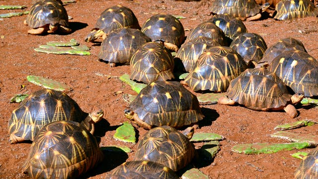 Strahlenschildkröten