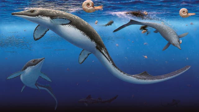 Eine künstlerische Darstellung einer Unterwasserszene mit mehreren prähistorischen Meereslebewesen. Im Vordergrund schwimmt ein großer, reptilienartiger Meeresbewohner mit langen Flossen und einem schlanken Körper. Um ihn herum sind kleinere, ähnliche Kreaturen zu sehen. Im Hintergrund schweben spiralförmige, schalenartige Wesen. Die Szene vermittelt ein Gefühl von Bewegung und Lebendigkeit in einer blauen, ozeanischen Umgebung.