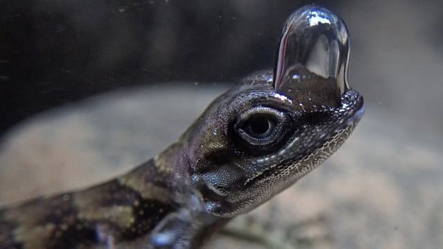 Wasser-Anolis mit Luftblase