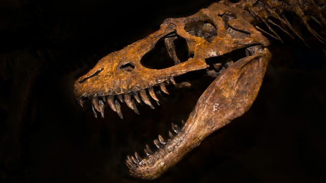 Schädel eines T. rex