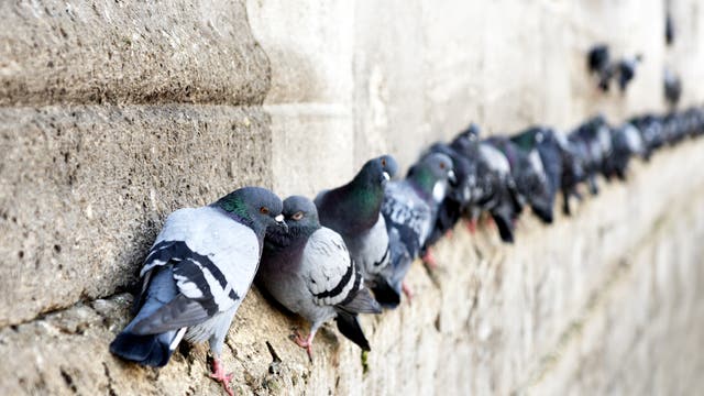 Tauben an einer Mauer