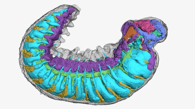 Innenansicht des Fossils von Youti yuanshi aus dem Kambrium: In verschiedenen Farben sind Organe dargestellt. Hellblau: Periviszeralhöhle. Rot: Teil des Herzens. Gelb: Verdauungsdrüsen. Orange: Darm. Grün: Venen. Violett: perineurale Höhle mit Nervenstrang sowie periphere Höhle. Dunkelblau: Gehirn.