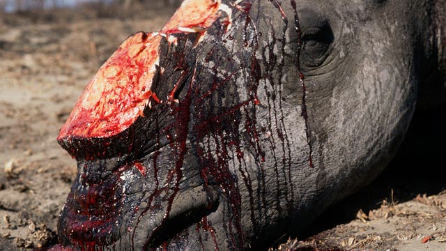 Abgeschlachtetes Nashorn