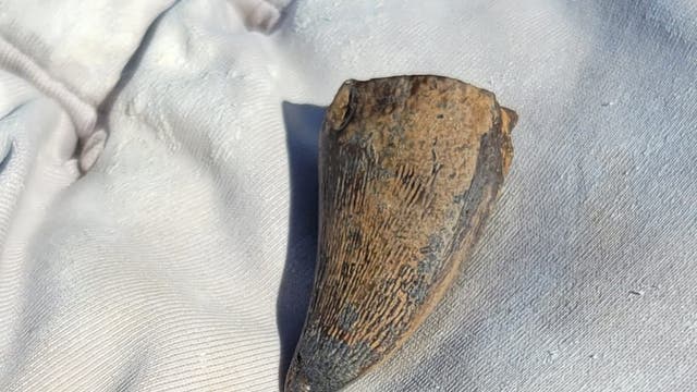 Ein fossiler Zahn liegt auf einem weißen Stoff. Der Zahn ist braun und zeigt deutliche Verwitterungsspuren. Die Oberfläche des Zahns ist geriffelt und weist eine konische Form auf. Der weiße Stoff im Hintergrund hebt den Zahn hervor und bietet einen Kontrast zu seiner dunkleren Farbe.