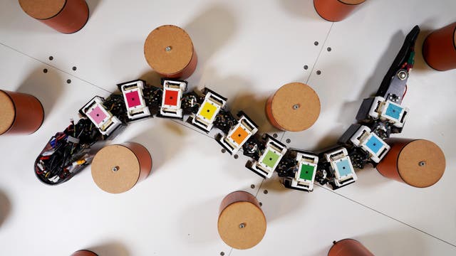 Ein modularer Roboter, der einer Schlange ähnelt, bewegt sich durch eine Anordnung von zylinderförmigen Hindernissen. Der Roboter besteht aus mehreren Segmenten, die jeweils mit einem farbigen Quadrat markiert sind, darunter Farben wie Pink, Rot, Gelb, Grün und Blau. Die Szene zeigt die Flexibilität und Anpassungsfähigkeit des Roboters in einer kontrollierten Umgebung.