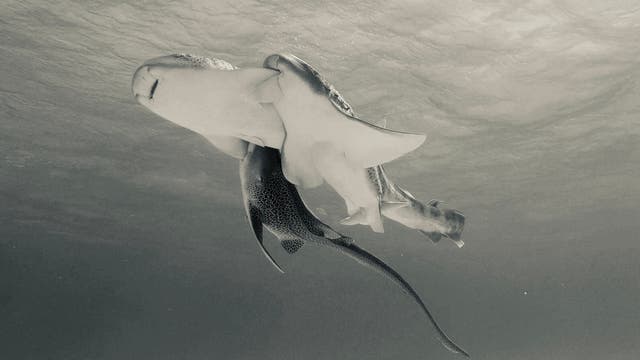 Unterwasseraufnahme von drei Leopardenhaien, die sich im offenen Meer bewegen. Das Weibchen ist in der Mitte, die beiden Männchen halten sich an je eine Brustflosse des Weibchens fest.