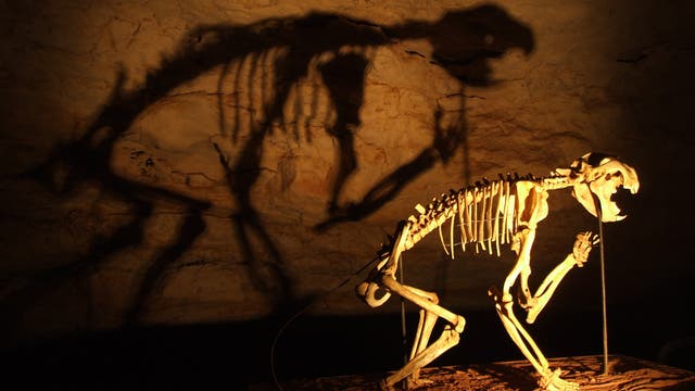 Skelett des Beutellöwen in der Victoria Fossil Cave, Naracoorte Caves National Park, Australien