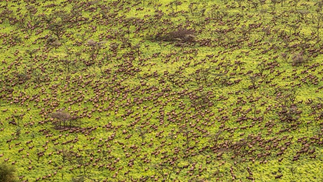 Unzählige braune Tiang-Antilopen ziehen durch die grüne Savanne im Südsudan. Einzelne unbelaubte Bäume sind erkennbar.