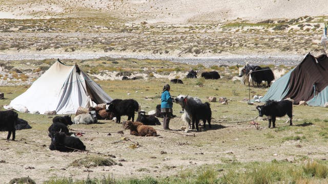 Die heutigen Bewohner Tibets sind auch Nachfahren von Menschen, die schon mitten in der letzten Kaltzeit dort lebten. Damals kam bei diesen Ahnen Erbgut von Neandertalern, Denisovanern und frühen modernen Sibiriern zusammen. 