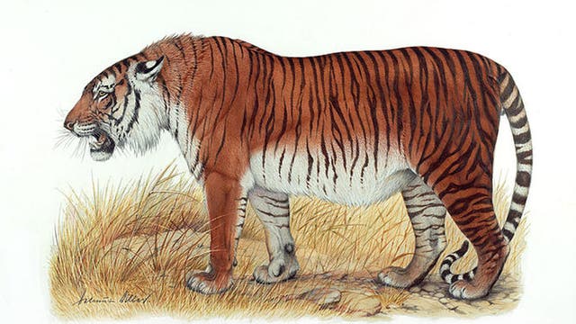 Kaspischer Tiger