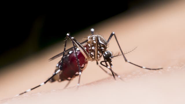 Eine Asiatische Tigermücke (Aedes aegypti) saugt sich an einem menschlichen Arm mit Blut voll.
