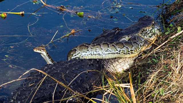Tigerpython und Alligator kämpfen darum, wer wen fressen darf