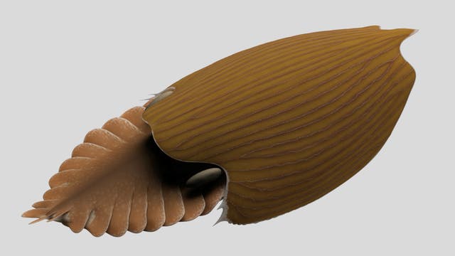 Rekonstruktion des kambrischen Meeresräubers Titanokorys gainesi.