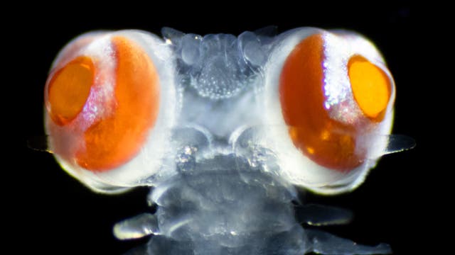 Ringelwurm der Art Torrea candida mit seinen riesigen Augen