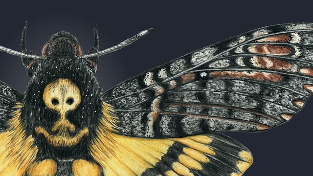 Buntstift-Zeichnung des Totenkopfschwärmers, Ausschnitt auf dunklem Grund
