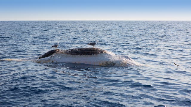 Möwen sitzen auf einem toten Wal