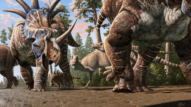 Eine künstlerische Darstellung einer Gruppe von Dinosauriern in einer prähistorischen Waldlandschaft. Im Vordergrund ist ein großer Dinosaurier mit einem auffälligen, bunten Kopf und mehreren Hörnern zu sehen. Weitere Dinosaurier unterschiedlicher Arten sind im Hintergrund zu erkennen, umgeben von hohen Bäumen und einem klaren Himmel. Die Szene vermittelt eine lebendige und dynamische Atmosphäre der Urzeit.