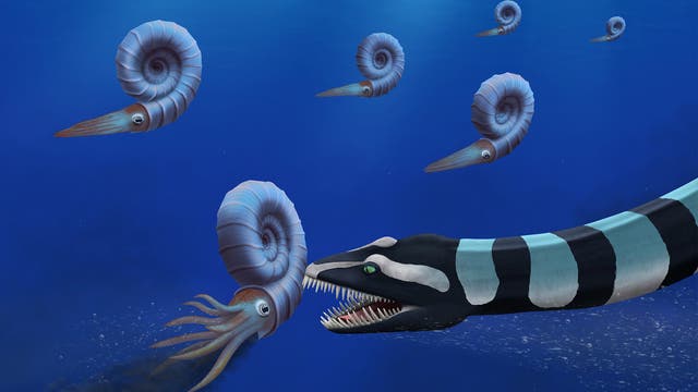 Eine prähistorische Unterwasserszene zeigt einen großen, gestreiften Meeresräuber mit geöffnetem Maul, der sich einem Ammoniten nähert. Mehrere Ammoniten mit spiralförmigen Schalen und Tentakeln schwimmen im blauen Wasser. Die Szene vermittelt ein Gefühl von Jagd und Bewegung in der Urzeit.