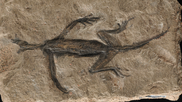 Dunkler Abdruck von Tridentinosaurus antiquus auf hellem Gestein