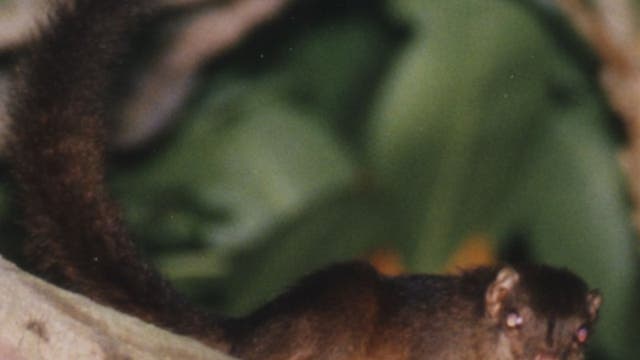 Nikobaren-Spitzhörnchen