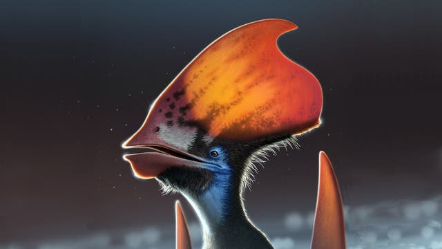 Tupandactylus imperator, künstlerische Rekonstruktion.