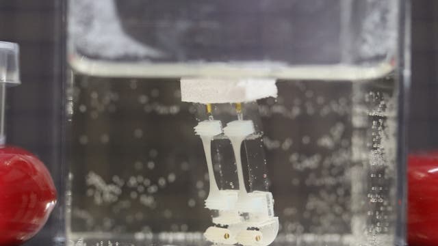 Zwei kleine Roboterbeine aus Silikon stehen aufrecht in Flüssigkeit in einem transparenten Behälter