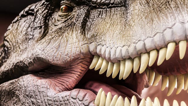 Ein Blick ins Maul des Tyrannosaurus rex